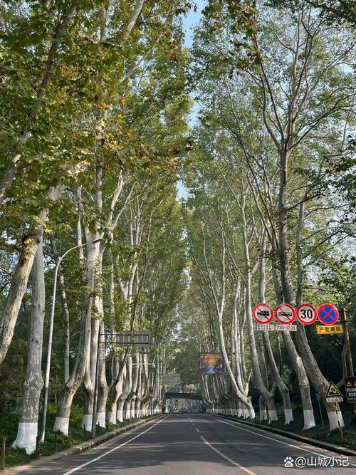 种梧桐树有什么好处?行道树与庭院种植全指南 修剪与长期管理