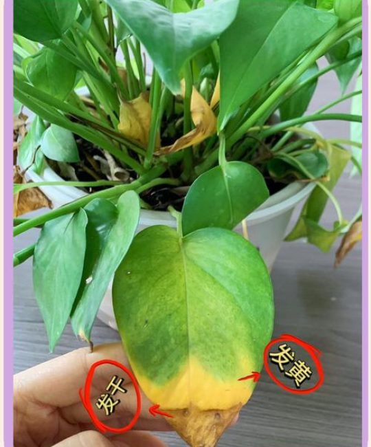 水培绿萝叶子发黄怎么补救？权威诊断与解决方案