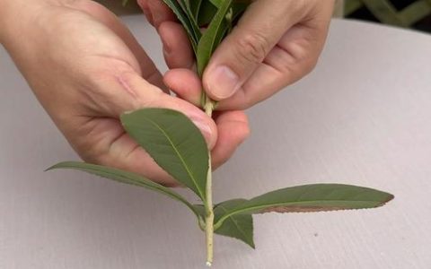 桂花树不生新根怎么办？原因分析与实用解决方法