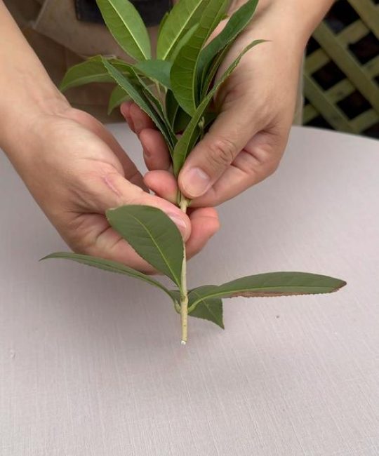 桂花树不生新根怎么办？原因分析与实用解决方法