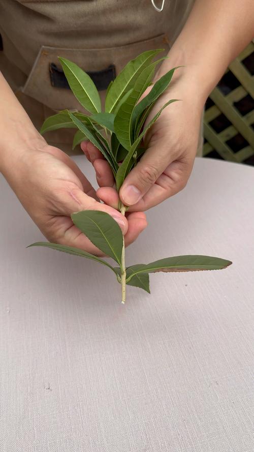 一、桂花树不生新根的常见原因