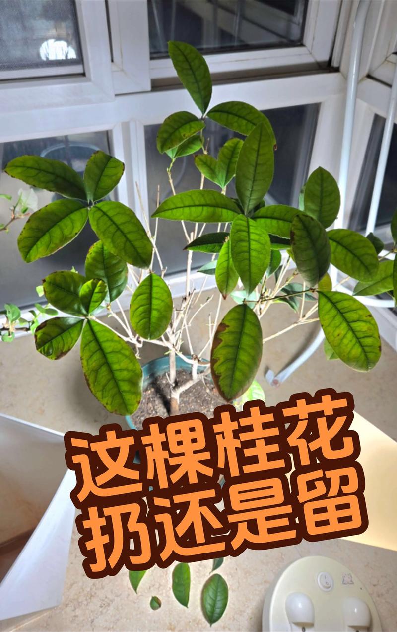 二、促进桂花树生新根的具体方法
