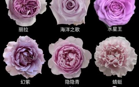 月季花养护全攻略：光照水肥修剪与盆栽地栽选择