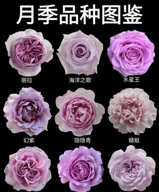 月季花养护全攻略：光照水肥修剪与盆栽地栽选择