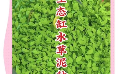 苦草需要水草泥吗？沉水植物基质选择与池塘河道应用全解