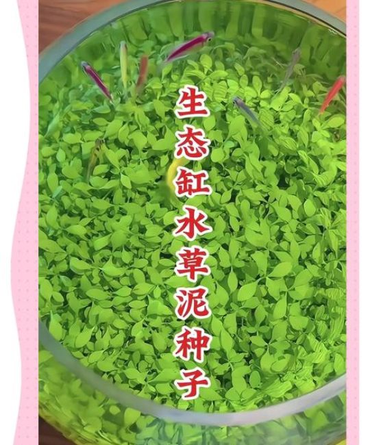 苦草需要水草泥吗？沉水植物基质选择与池塘河道应用全解