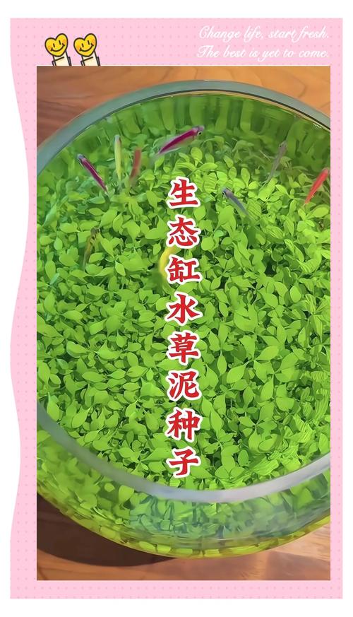苦草需要水草泥吗?沉水植物基质选择与池塘河道应用全解 苦草需要水草泥吗?沉水植物基质选择与池塘河道应用全解