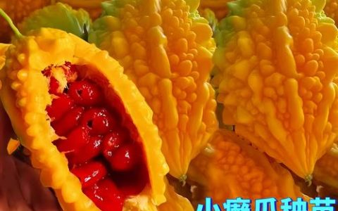 癞葡萄科学种植全攻略：时间、土壤与成活技巧