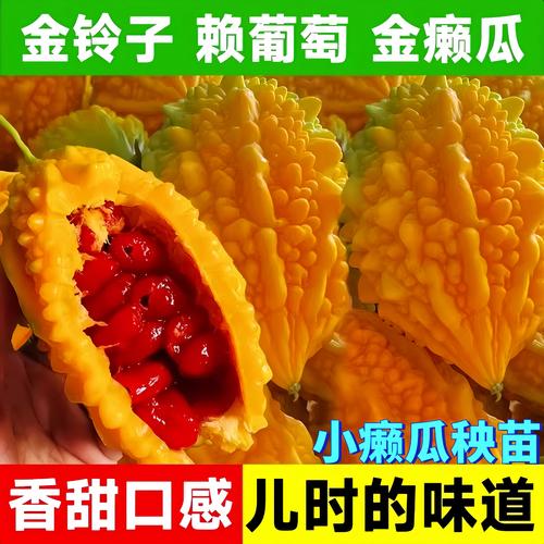 癞葡萄科学种植全攻略:时间、土壤与成活技巧 癞葡萄科学种植全攻略:时间、土壤与成活技巧