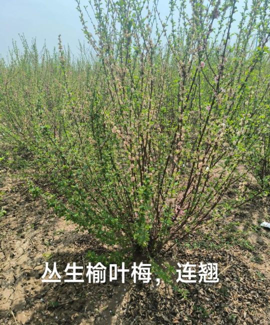 榆叶梅怎么种？从选时到成活的七步操作指南，提高成活率