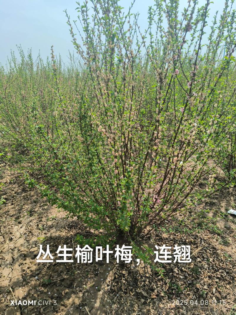 榆叶梅怎么种?从选时到成活的七步操作指南,提高成活率 一、适宜时间