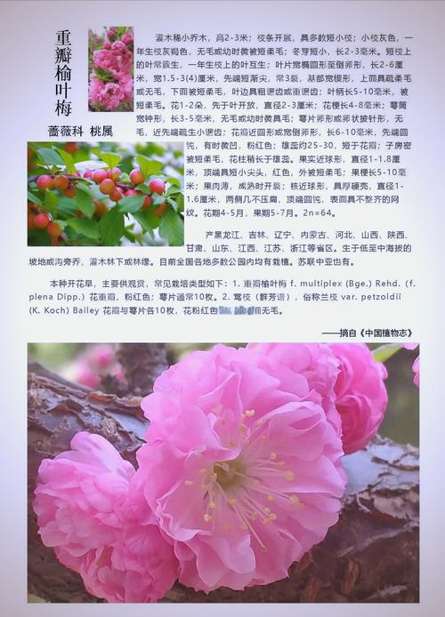 榆叶梅怎么种?从选时到成活的七步操作指南,提高成活率 三、栽前处理