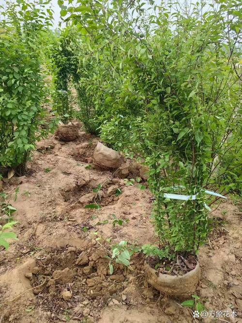 榆叶梅怎么种?从选时到成活的七步操作指南,提高成活率 六、缓苗管理