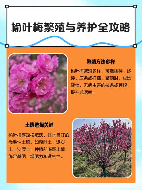 榆叶梅怎么种?从选时到成活的七步操作指南,提高成活率 五、浇定根水