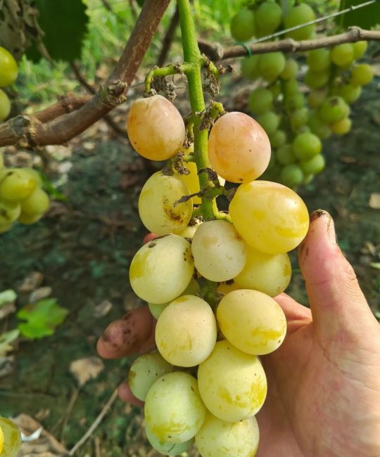 寒香蜜葡萄品种介绍：早熟无核玫瑰香新品种