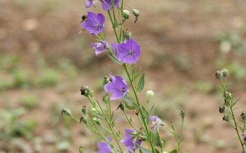 桔梗花怎么种？从播种到成活的种植时间与操作指南