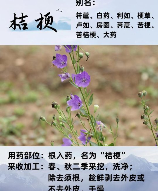 桔梗花怎么种？从播种到成活的种植时间与操作指南