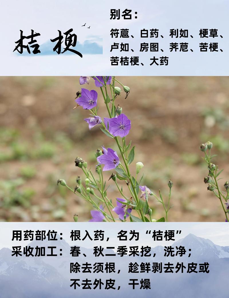 桔梗花怎么种?从播种到成活的种植时间与操作指南 桔梗花怎么种?从播种到成活的种植时间与操作指南