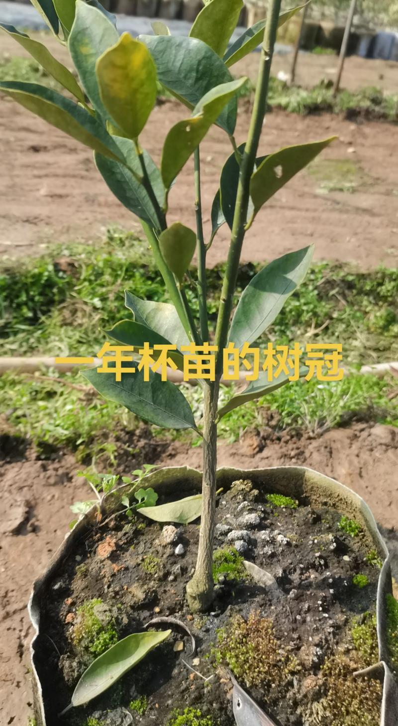 柑橘幼苗养护全指南：从浇水到换盆的六个关键步骤