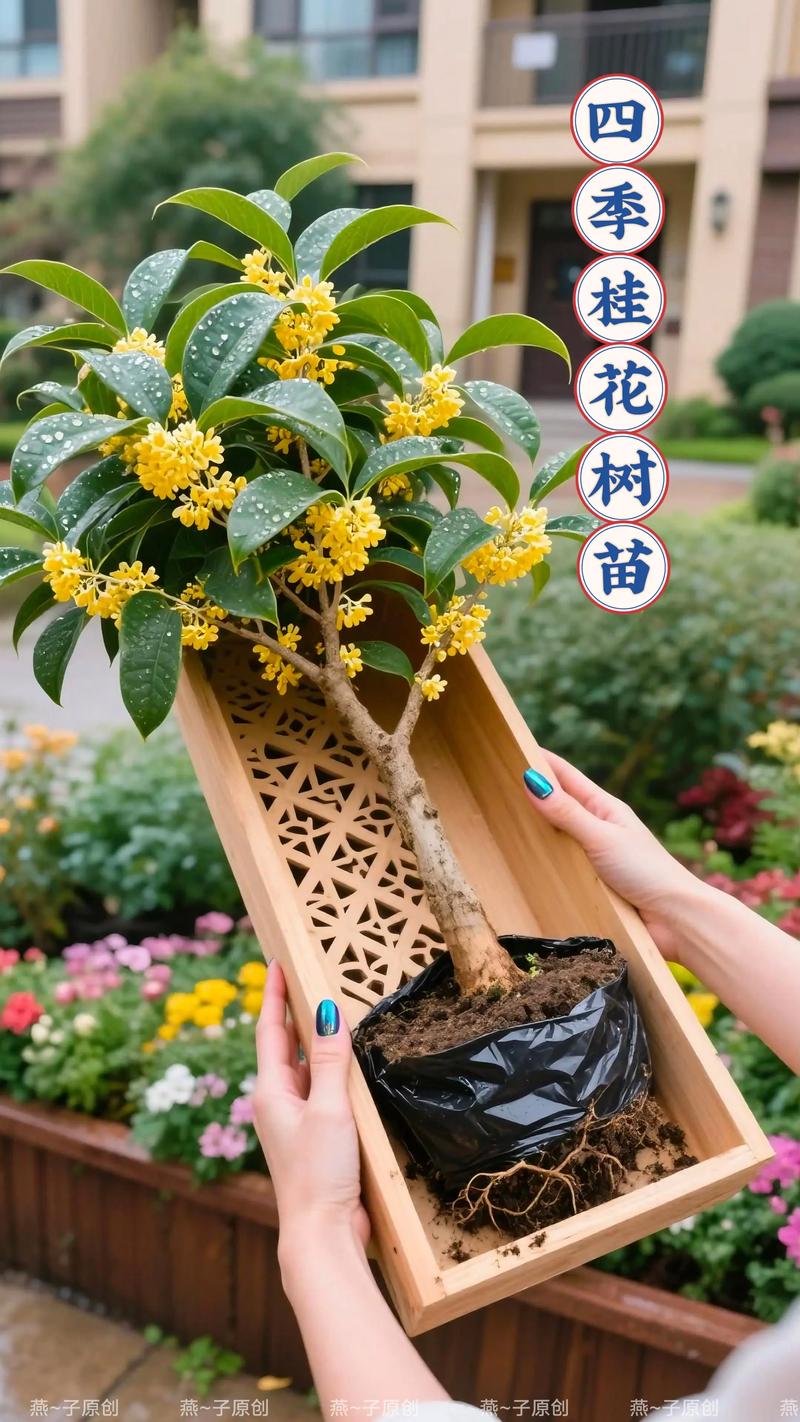 桂花树苗什么时候种植?最佳时间与全流程技术指南 二、土壤环境