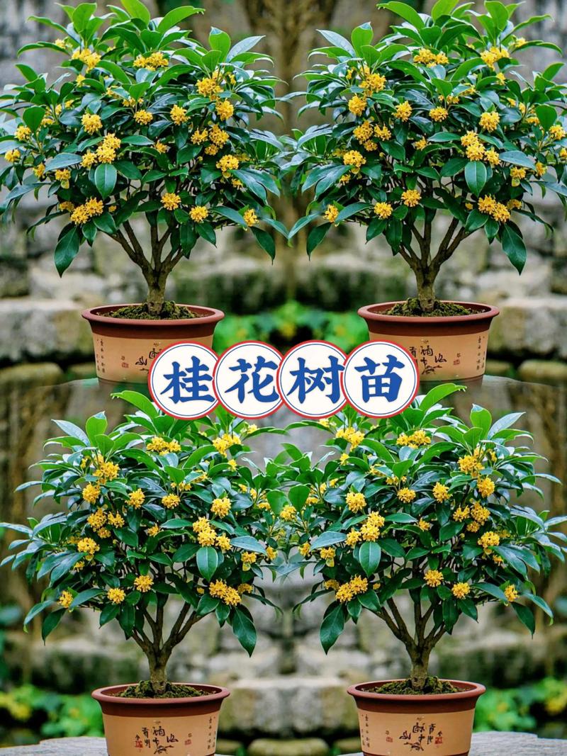 桂花树苗什么时候种植?最佳时间与全流程技术指南 六、缓苗管理