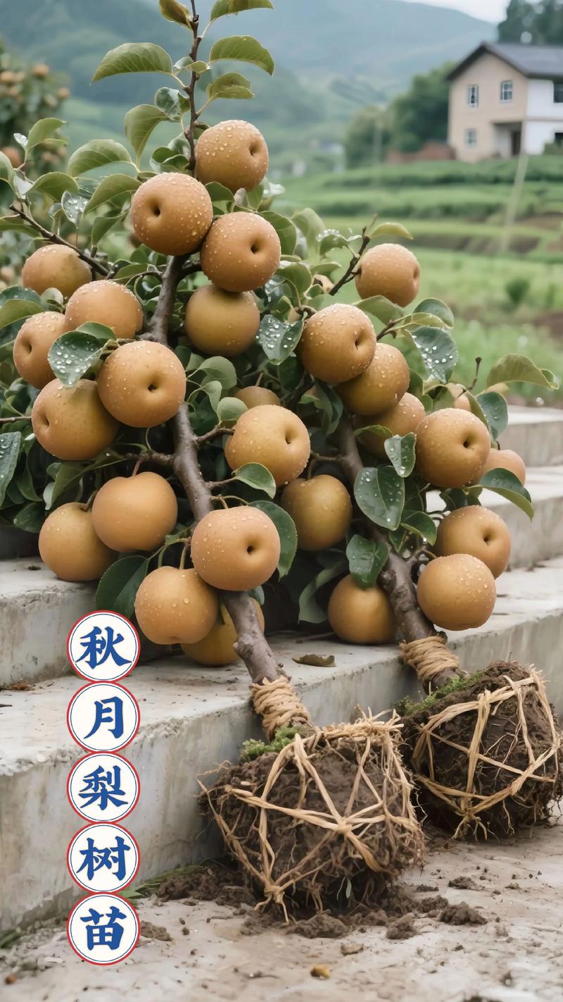 黄金梨苗多少钱?2025年价格参考与五大影响因素解析 黄金梨苗多少钱?2025年价格参考与五大影响因素解析