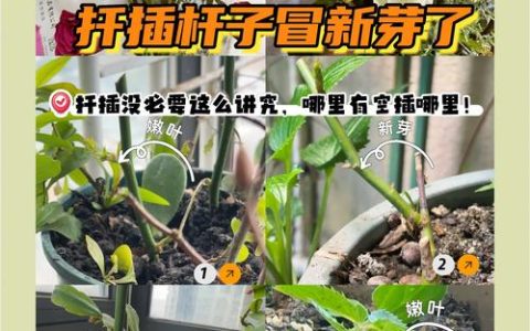 玫瑰花扦插生根最快方法：现代月季品种的精准繁殖技术指南