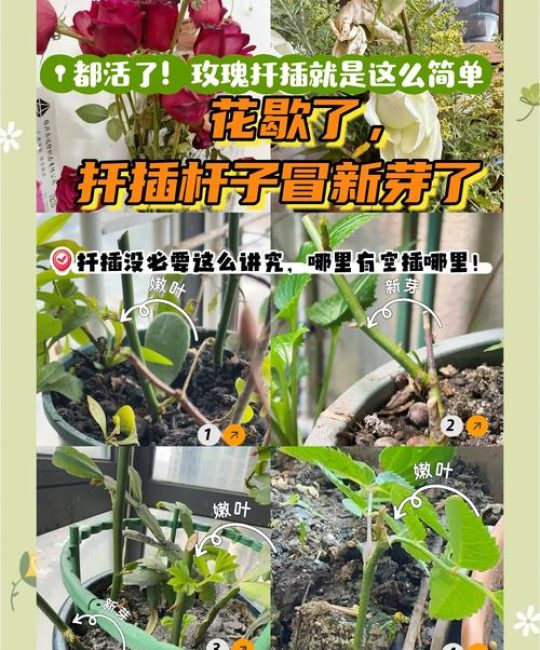 玫瑰花扦插生根最快方法：现代月季品种的精准繁殖技术指南