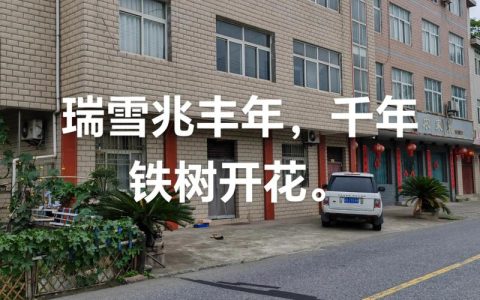 大门口种铁树，科学指南与传统文化解读