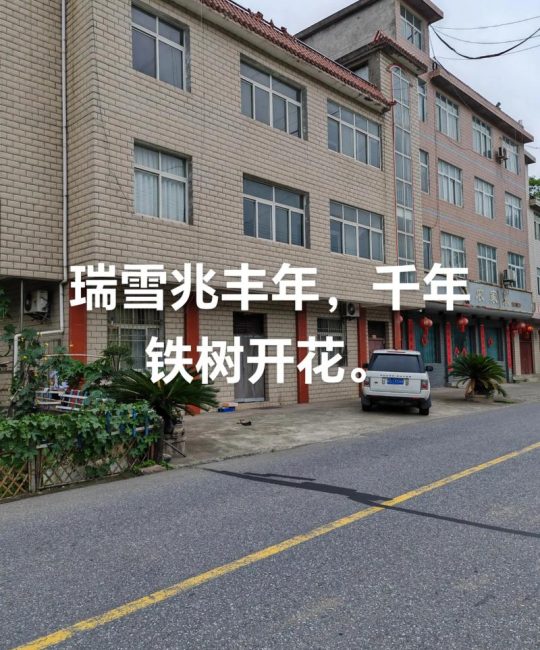 大门口种铁树，科学指南与传统文化解读