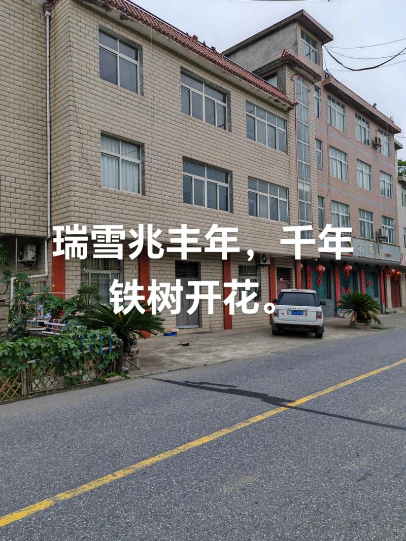 大门口种铁树,科学指南与传统文化解读 大门口能不能种铁树?科学指南与传统文化解读