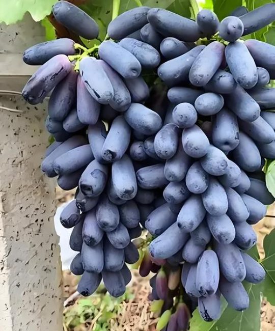 蓝宝石葡萄难种？掌握这几个关键点，实现高产稳产