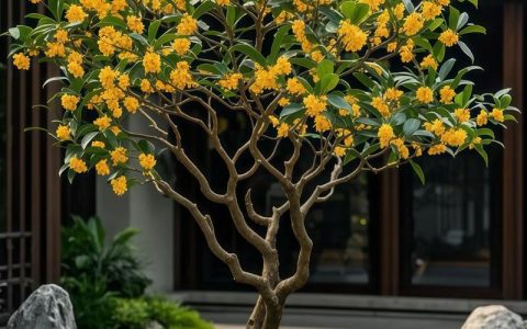 院子里西南角种桂花树好吗？科学评估与种植方案