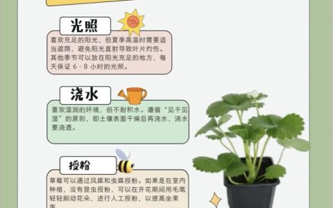 小木槿微草莓养护指南：从浇水到换盆，轻松养出爆花小可爱