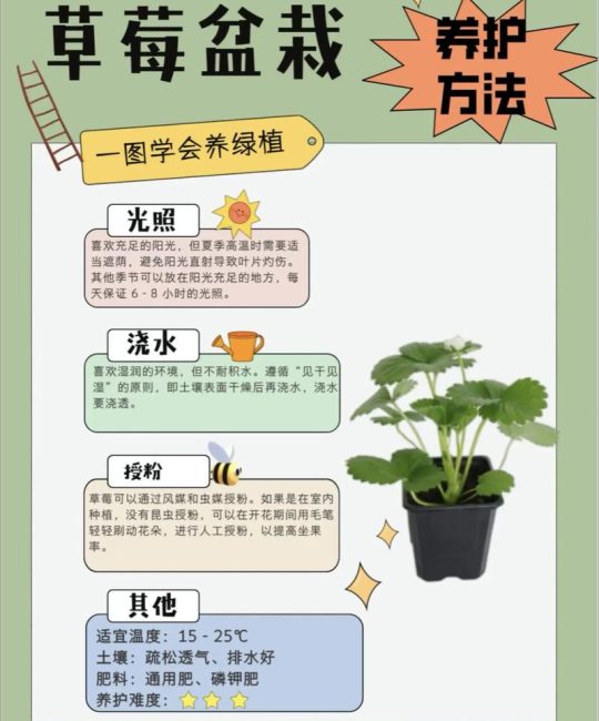 小木槿微草莓养护指南：从浇水到换盆，轻松养出爆花小可爱