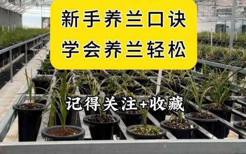 兰花什么时候种比较好？完整种植时间指南与操作步骤