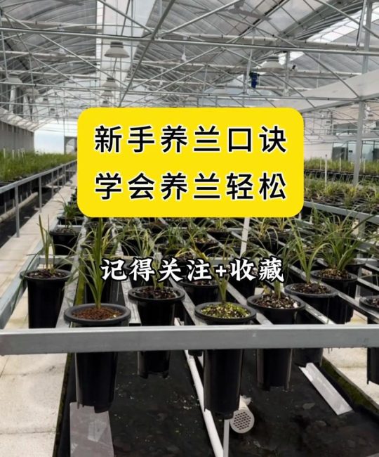 兰花什么时候种比较好？完整种植时间指南与操作步骤
