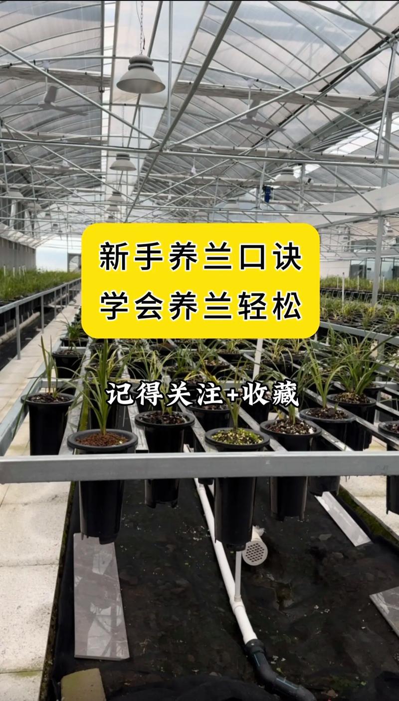 兰花什么时候种比较好?完整种植时间指南与操作步骤 一、适宜时间