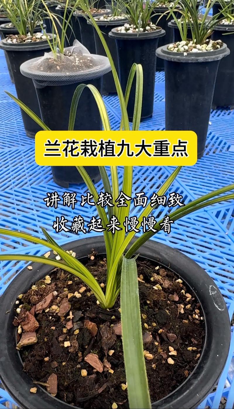 兰花什么时候种比较好?完整种植时间指南与操作步骤 三、栽前处理