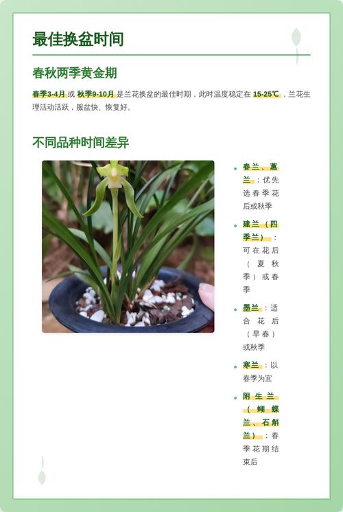 兰花什么时候种比较好?完整种植时间指南与操作步骤 四、栽植深度
