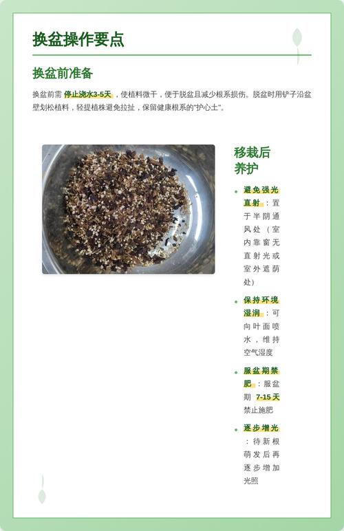 兰花什么时候种比较好?完整种植时间指南与操作步骤 五、浇定根水