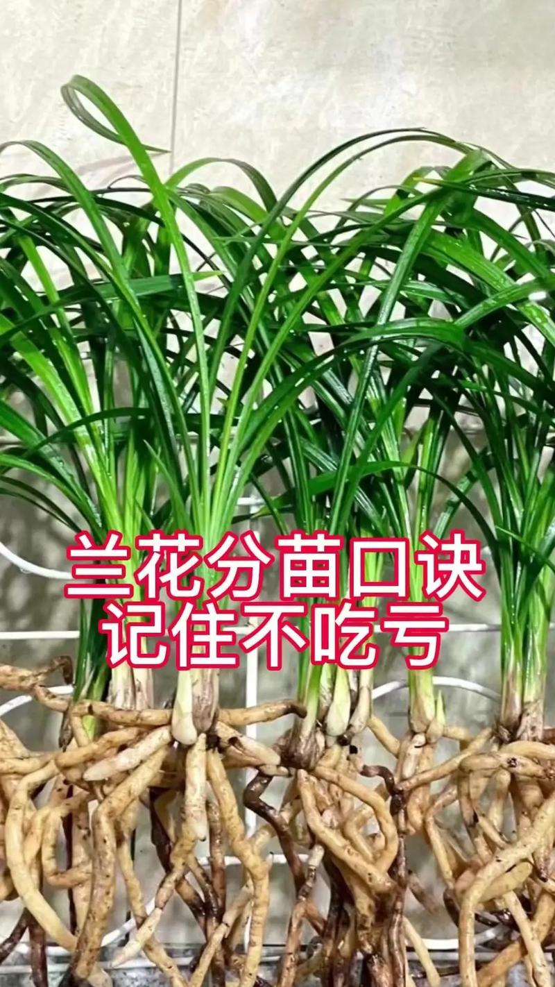 兰花什么时候种比较好?完整种植时间指南与操作步骤 六、缓苗管理