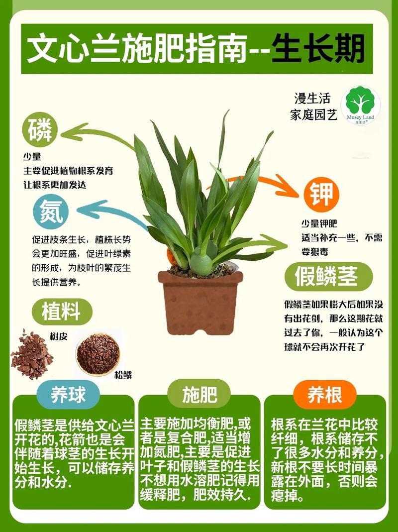 兰花什么时候种比较好?完整种植时间指南与操作步骤 七、成活注意事项