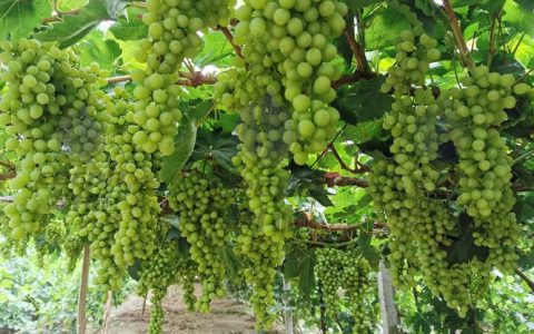 葡萄树春季施肥最佳方案：高氮为主、磷钾配合，精准把控三个关键期