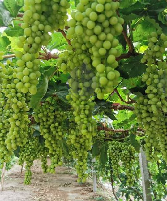葡萄树春季施肥最佳方案：高氮为主、磷钾配合，精准把控三个关键期