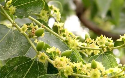 枣树开花不结枣怎么办？促花促果全攻略
