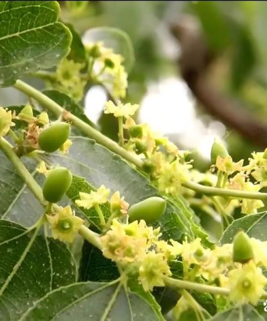 枣树开花不结枣怎么办？促花促果全攻略