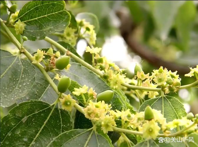 枣树开花不结枣怎么办?促花促果全攻略 枣树开花不结枣怎么办?促花促果全攻略
