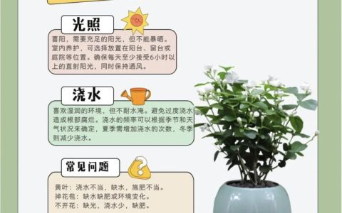 茉莉花养殖注意事项：光照、浇水与施肥全攻略