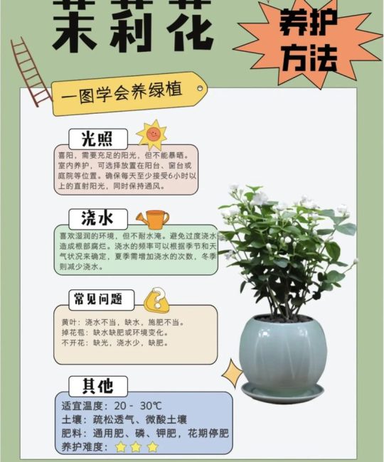 茉莉花养殖注意事项：光照、浇水与施肥全攻略